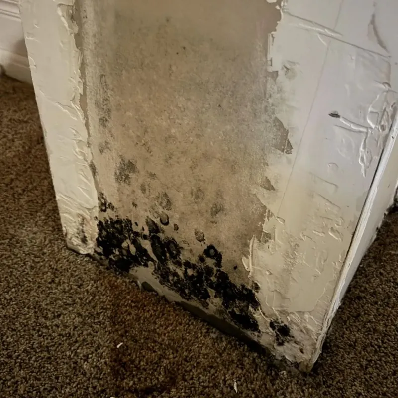Professional Mold Removal in Sun City, CA